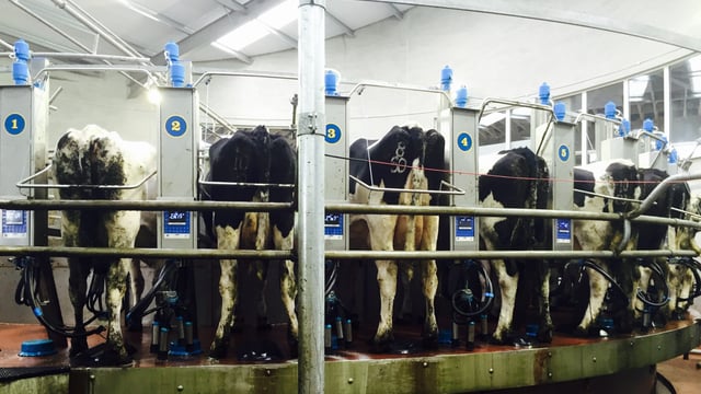 Dairy advice: Tail clipping and shaving udders before drying off