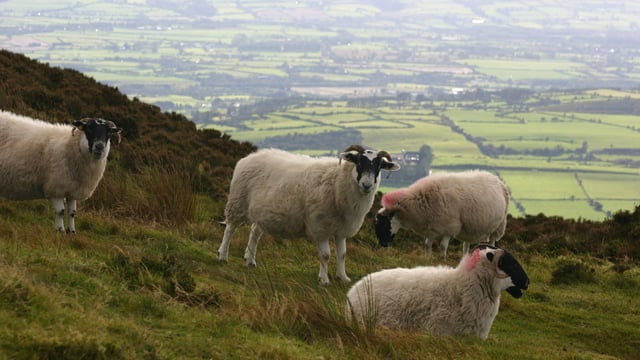Liver fluke season expected to be ‘longer’ this year
