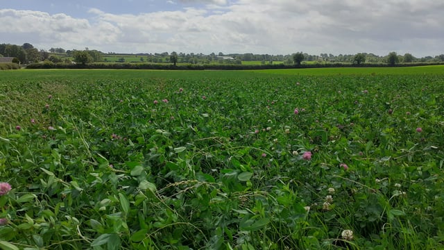 CAFRE farms: A look at clover & grazing management in 2024