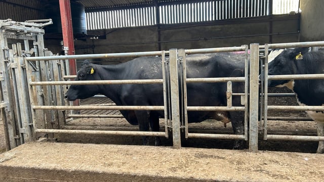 Autumn calving: Getting cows in good condition for breeding