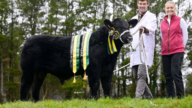 Cookstown herd takes 4 titles at NI Angus club calf show
