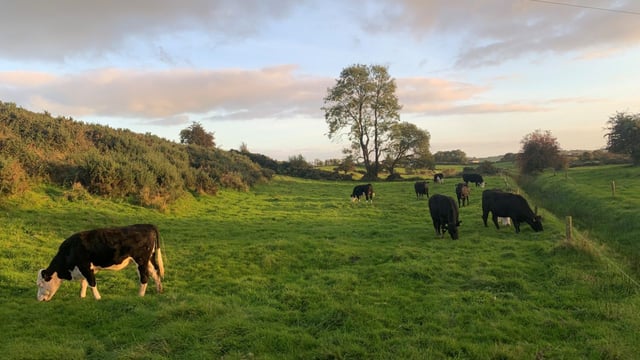UFU webinars to focus on beef and lamb efficiency