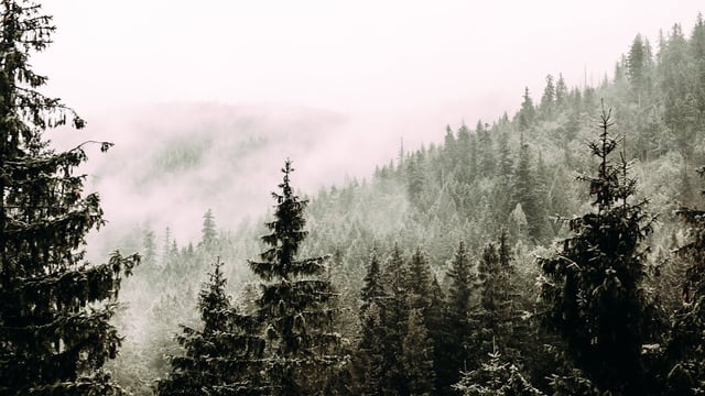 Report: £95m worth of forestry sold in UK this year – down 55%