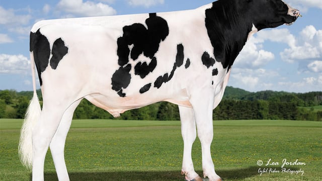 Breeding for improved milk constituents in Northern Ireland