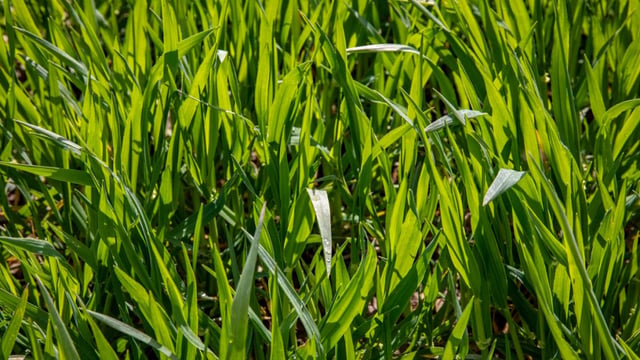 Planting updates for GB: Winter wheat, barley and oats