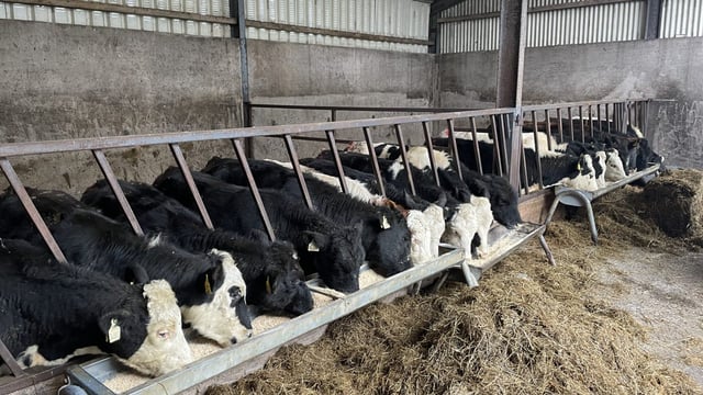 Reminder: 5 main parasites to keep under control in cattle