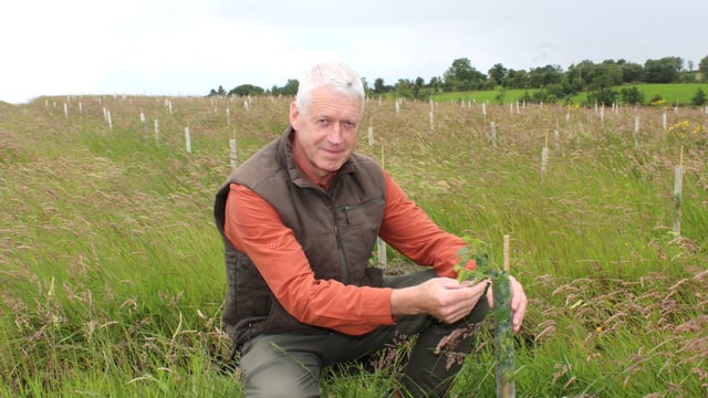 Small Woodland Grant Scheme reopens in Northern Ireland