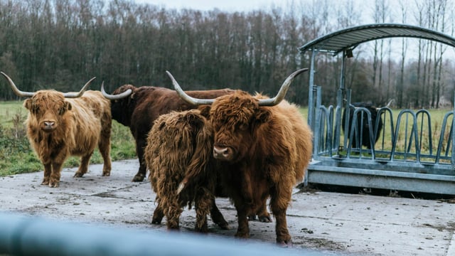 Scottish budget gives ‘some security’ for future of farming – NFUS