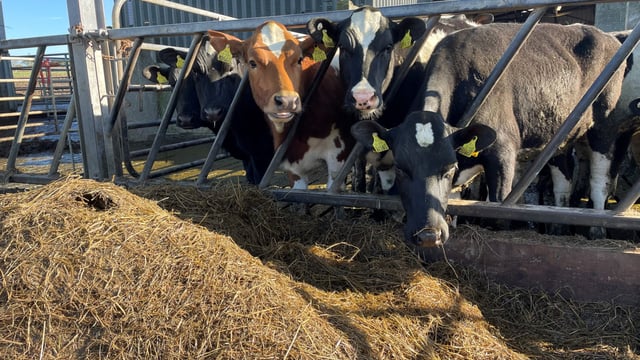 Familiarising heifers with milking facilities this winter