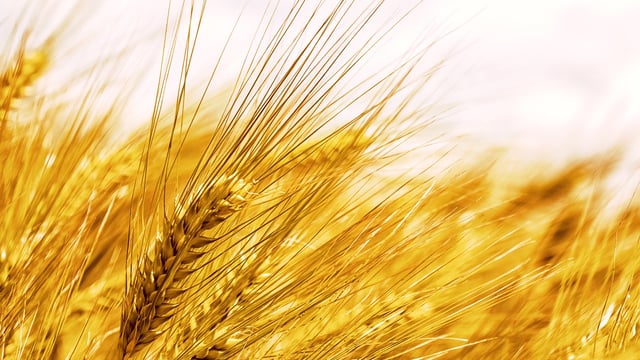 Projected supply and demand estimates for 2024/2025 UK cereals