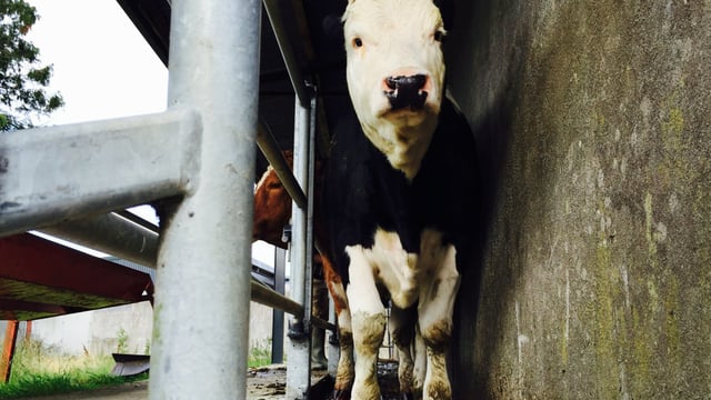 BVD herd movement restrictions confirmed for Northern Ireland