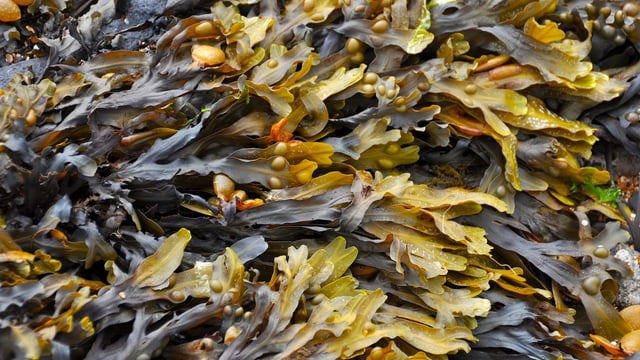 Seaweed supplements proven to cut methane emissions in cattle by 38%
