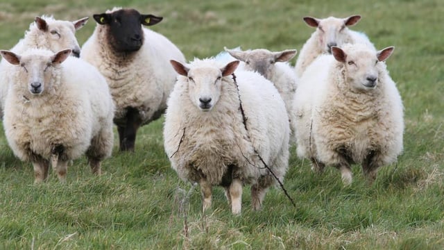 Police appeal for witnesses following theft of 19 pregnant ewes