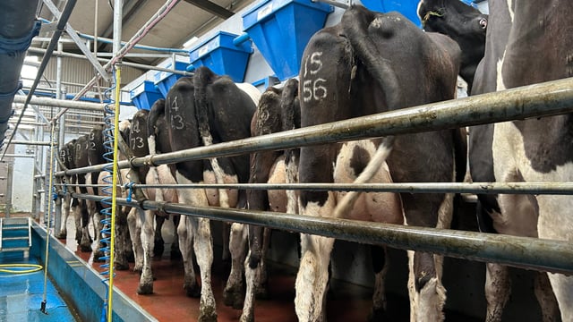 Drying off: Do not let hygiene slip for final cows