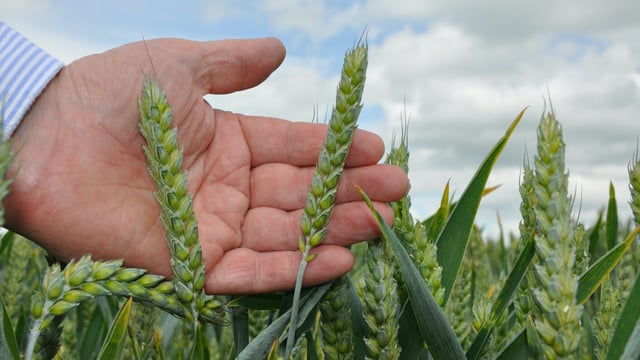 Defra publishes 2024 UK grain and OSR production figures