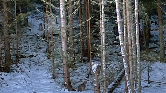 4 lynx illegally released into Scottish Highlands – RZSS