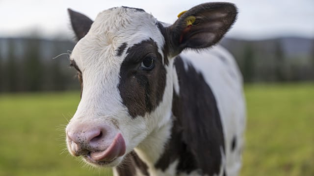 Introducing Hilda: Could this IVF calf transform the UK dairy industry?