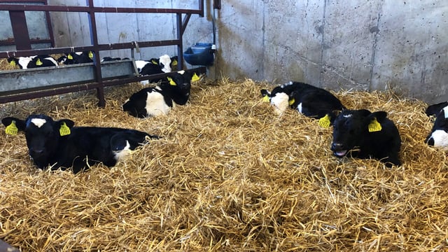 Spring calving: Setting the season up for success