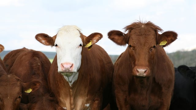 NI farmers advised to check BVD status of older cattle