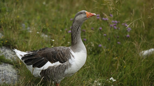 Bird flu confirmed in wild goose in Tyrone – DAERA