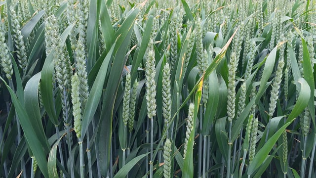 ‘Autumn-sown cereals in good condition, prior to first fertiliser application’