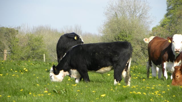 Beef prices consistently higher then quotes in Northern Ireland