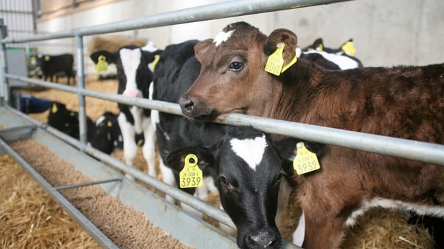 NI farmers urged to submit BVD PI claims before October deadline
