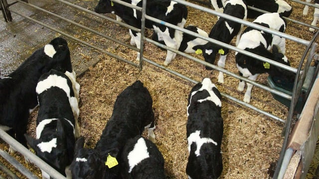 Chief vet urges farmers to respond to live export consultation