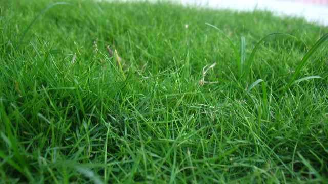 ‘Levels of grass utilisation are disappointingly low on beef and sheep farms’