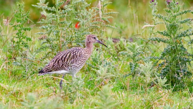 Under-threat curlews stage a comeback on Co. Antrim farm