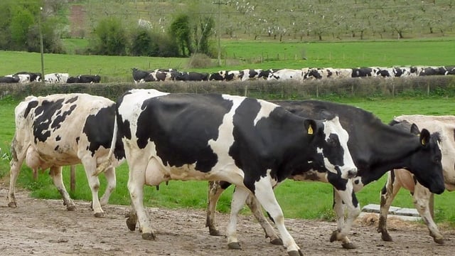 North’s farmers must be highly efficient against volatility – Danske Bank