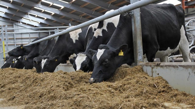 Northern Ireland’s beef and dairy herd numbers up
