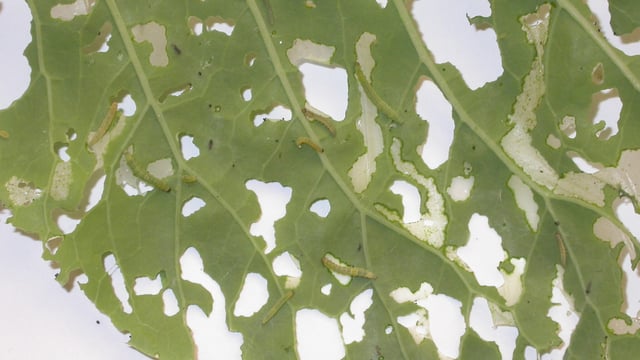 ‘Super pest’ moth now capable of surviving British and Irish winter