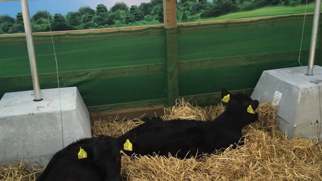 Young farmers have the chance to rear six calves and win £6,000