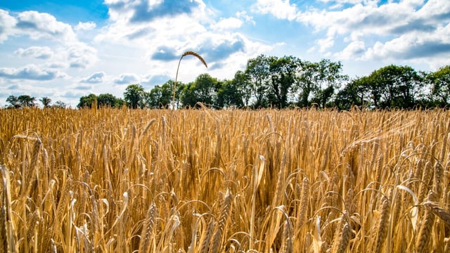 3-crop rule could tighten barley seed supplies