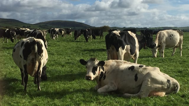 Best-practice guidelines for dairy farmers this month