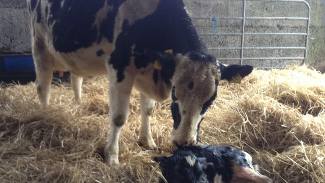 Four Northern Ireland dairy farms among first to be RSPCA-assured for welfare
