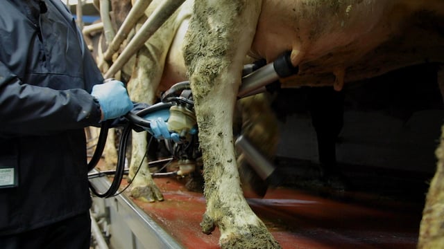 Milk price round-up: What are processors paying for NI’s August milk?