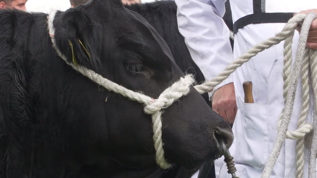 PM’s indoors events ban a ‘real blow’ for winter agricultural shows