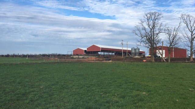 Dairy focus: Milking 300 Jersey-cross cows on a grass-based system in the US