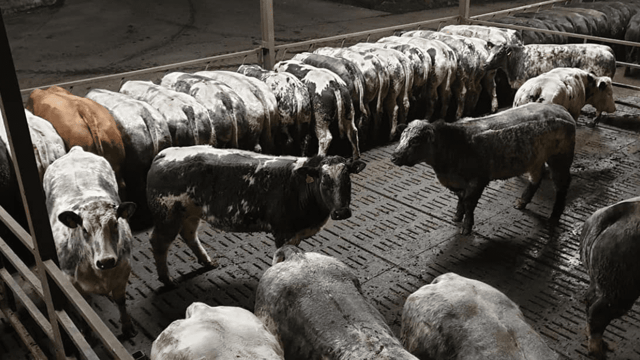 Video: Ulster farmer to put 900 heifers ‘on the market’ this Saturday