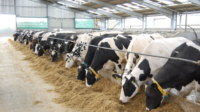 ‘Northern dairy farmers should not have to cut production’