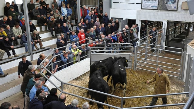 Movement restrictions on livestock to and from NI removed