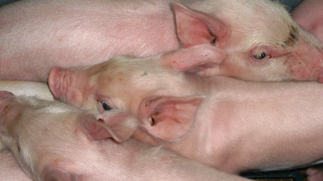 ‘Bounce back’ ability of Northern Ireland pig farmers ensuring industry’s survival