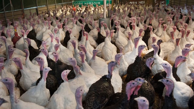 Turkey has a strong future within the Irish poultry meat sector