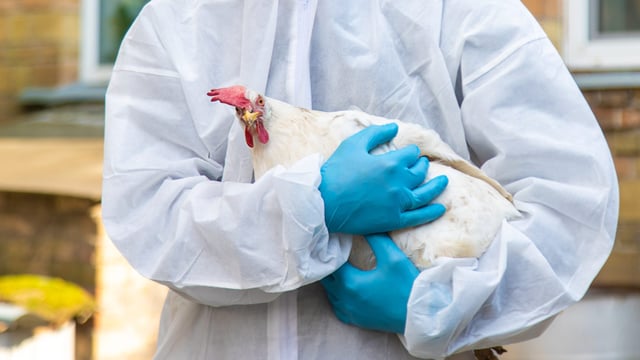 Investigation underway into third suspected bird flu case in Co. Tyrone