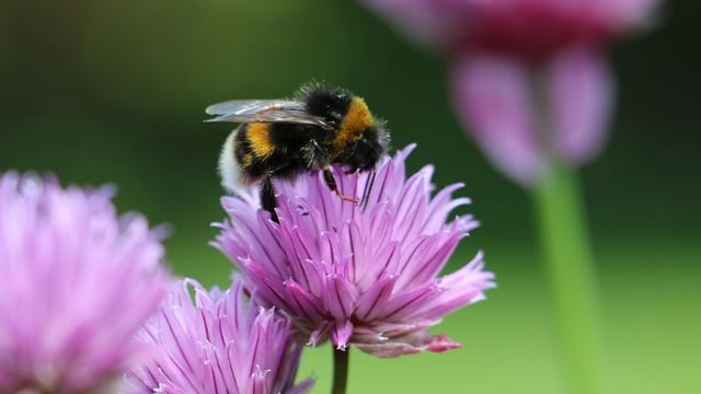 UK bumblebee numbers fell to record low in 2024