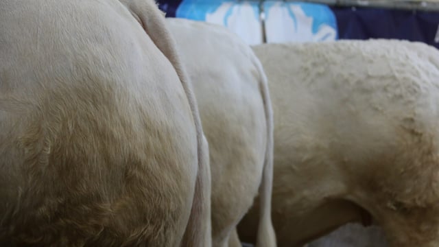 Conference to focus on improving profitability in beef production