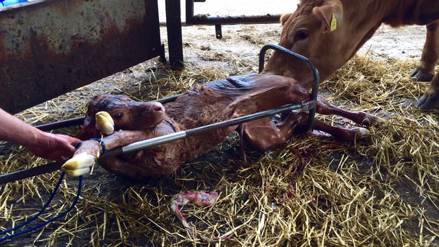 Could putting your heifers in calf first cut down on stragglers?
