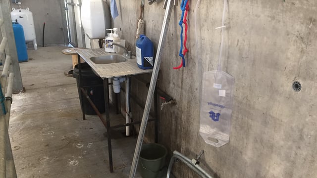 Calf-rearing: ‘I don’t want the calf to ever know I’m not here’